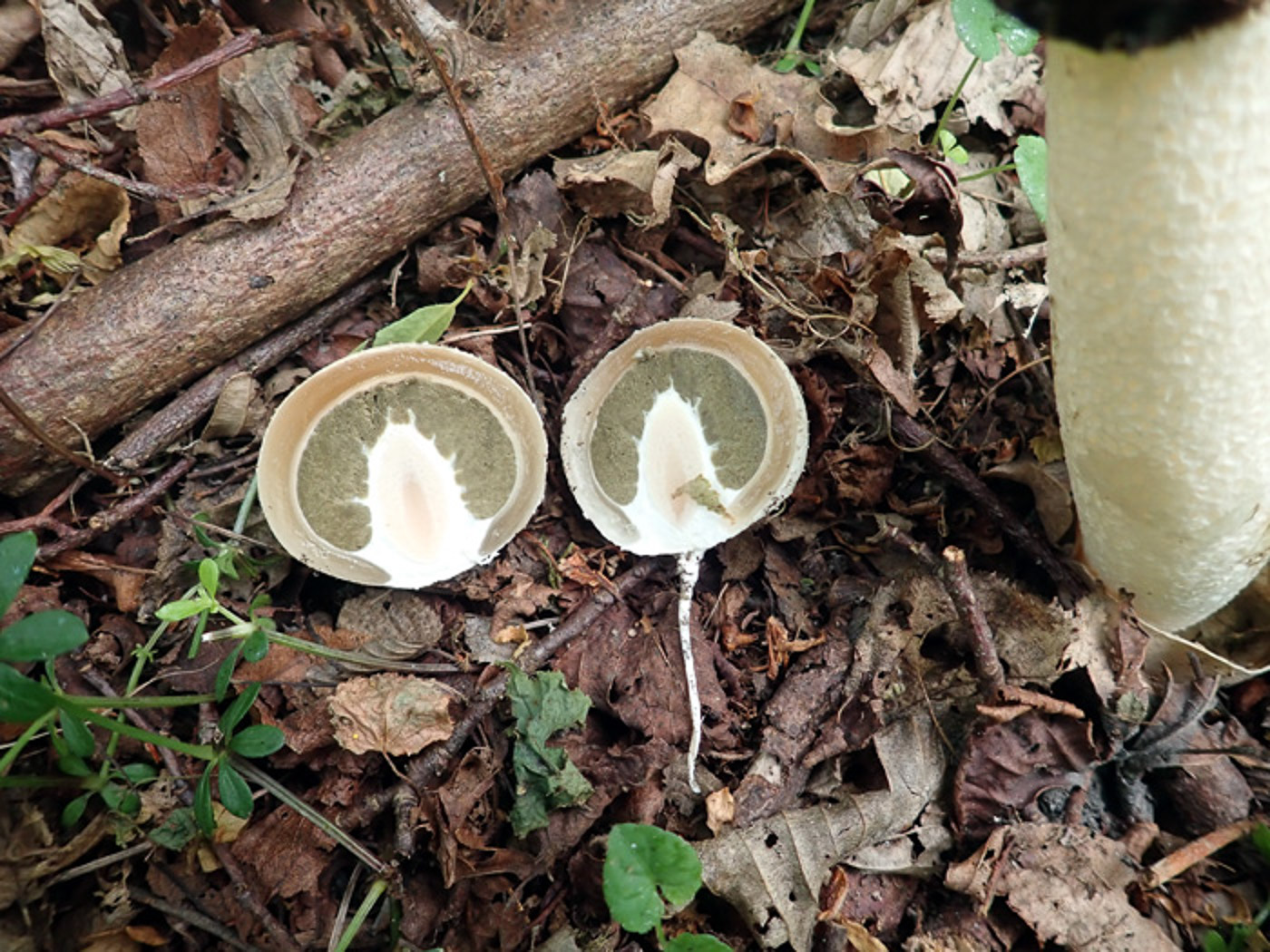 Photo by Penny Cullington Phallus impudicus by Penny Cullington